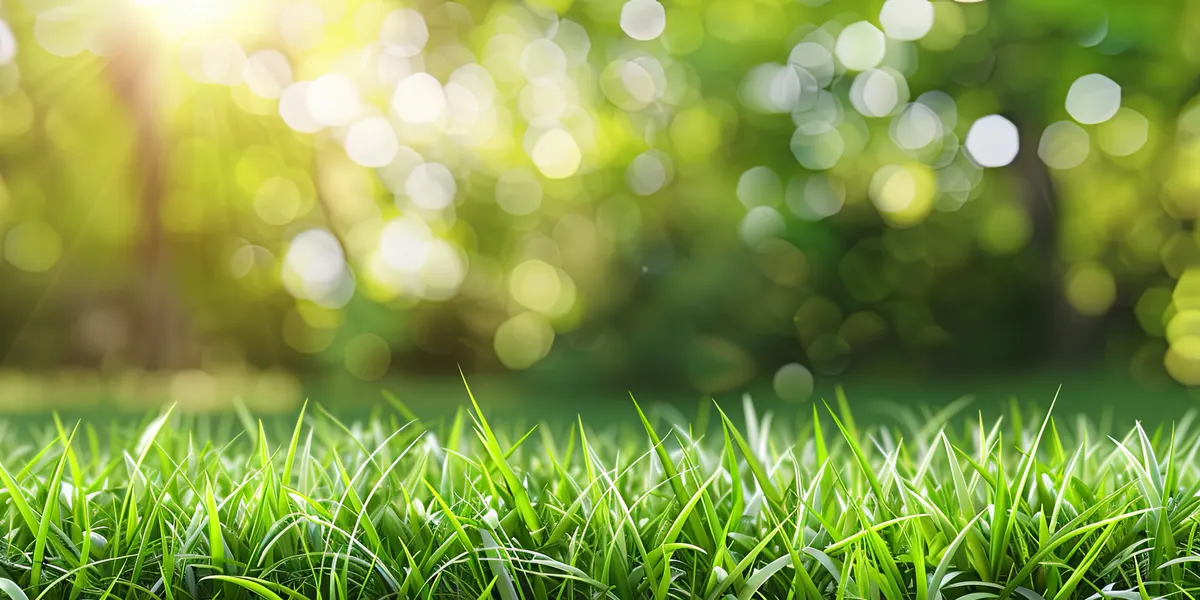 Healthy spring lawn in a Novato Marin County backyard