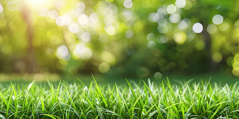 Healthy green spring lawn in Marin County residential yard